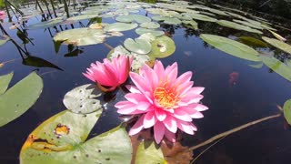 Water Lilies