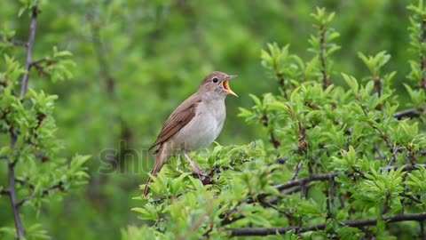 nightingale birds