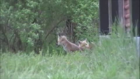 Fox Kits Hunting May 5 2012