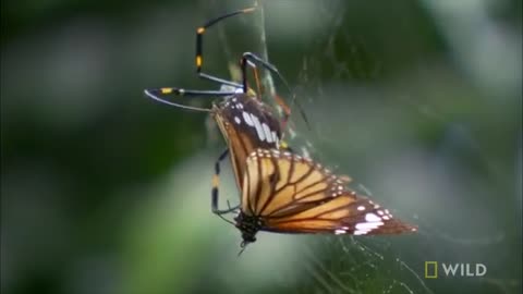 spider releases butterfly from it's web. but why?