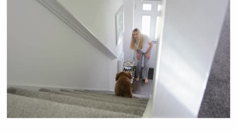 cute cocker spaniel only goes down the stairs one step at a time