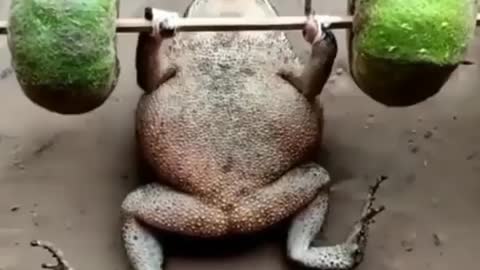 Funny Frog Gyming,😂👍🏻