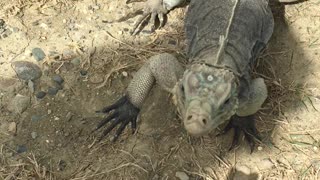 Iguana prefers human's finger instead of chips