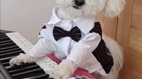 Funny Piano Playing Cute Puppy #Shorts