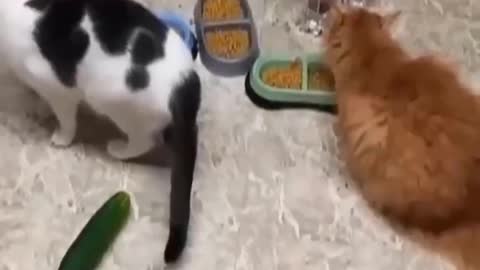Funniest Cats 😹 hhhh