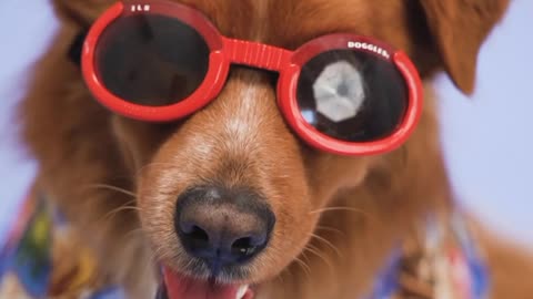 Funny Dogs Looking So Smart With Sunglasses