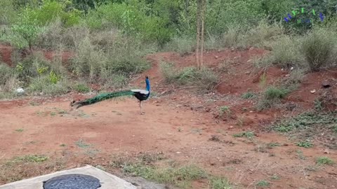 BLUE PEACOCK DANCE