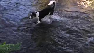 Border collie living his best life