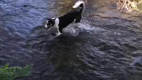 Border collie living his best life