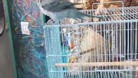 So surprised with the smart parrot that can get out of the cage on its own