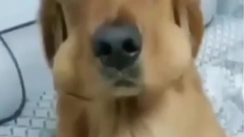 Funny Guilty Dog Reaction Videos #shorts