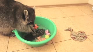 Raccoon decides to wash and rinse owner's smartphone