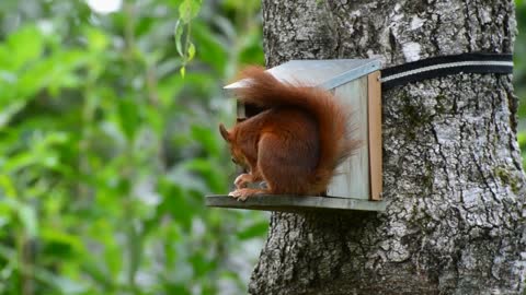 Animals Red squirrel