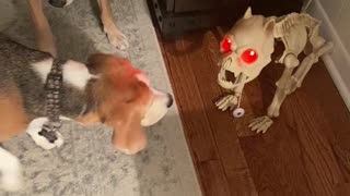 Dogs afraid of Halloween skeleton dog