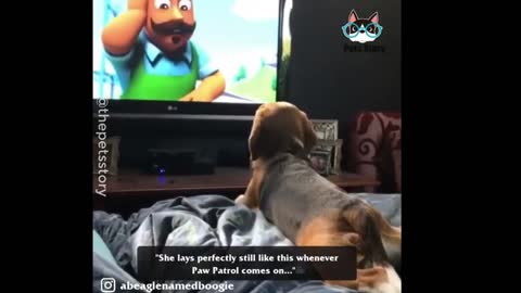 A lovable dog delivers huge concentration to Paw Petrol movie.