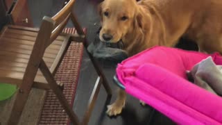Excited Doggy Makes Some Seriously Strange Sounds