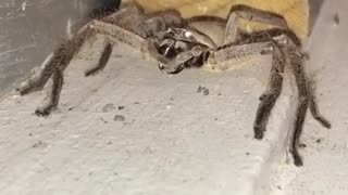 Large Huntsman Spider Cleaning Its Fangs