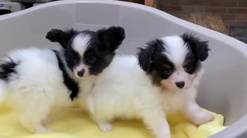 Puppies, cute or no?