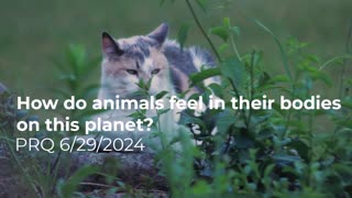 How do animals feel in their bodies on this planet? 6/29/2024