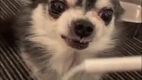 Funny dog, dog tik tok, noty dog