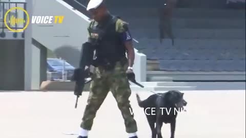 Army dog training 3 month