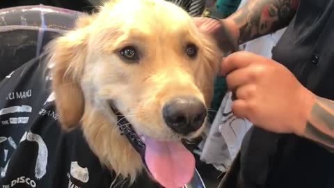 Patient Golden Retriever Gets A Fur Cut At The Barber Shop