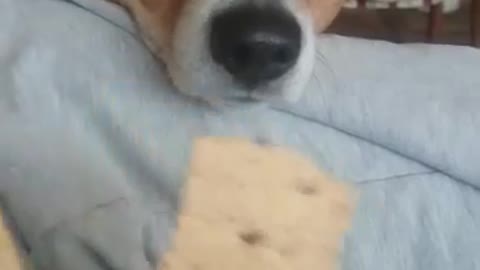Cookie lover