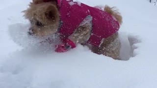 Brown dog in pink sweater gets tossed into snow