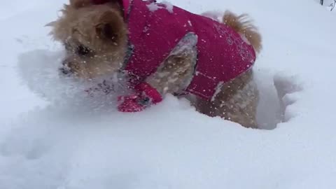 Brown dog in pink sweater gets tossed into snow