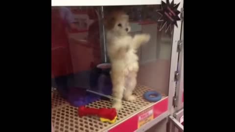 7 Second vine!! Dancing Puppy