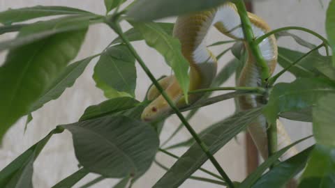 Snake climbing a branch