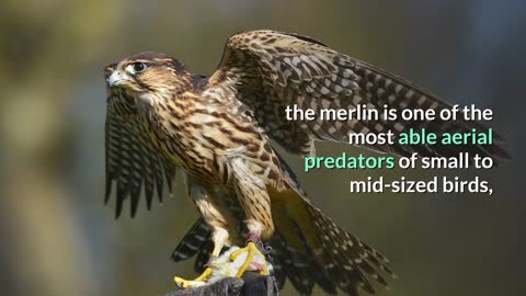 The merlin (Falco columbarius) is a small species of falcon from the Northern Hemisphere