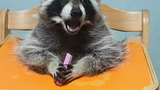 Pet raccoon chows down on favorite treat