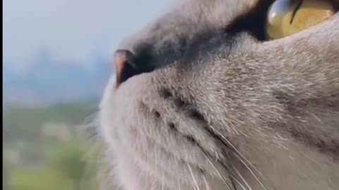 Cat Emotion looking Cute Video