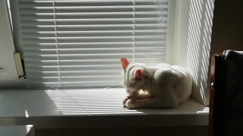 Cat Cleaning Itself By The Window