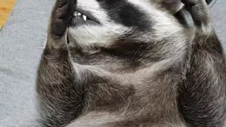 Raccoon wants massage