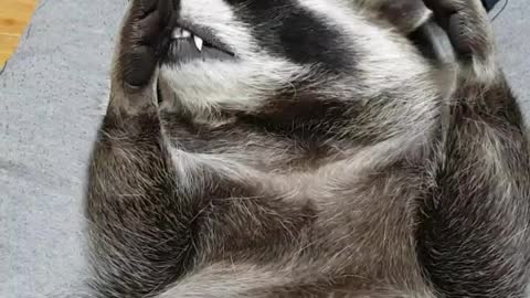 Raccoon wants massage