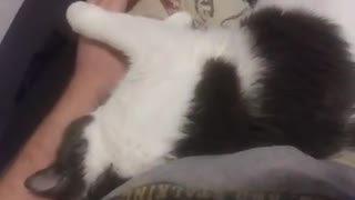 Sleepy Cat ASMR #Shorts