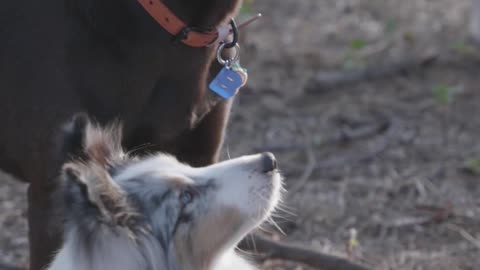 Dog training dog entertainment