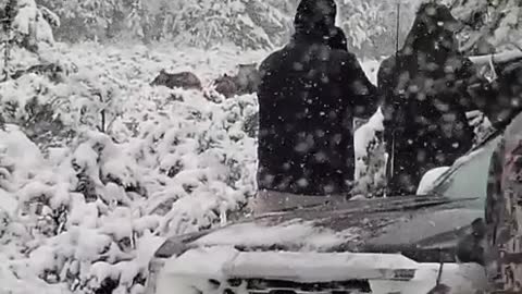 Tourists Get Dangerously Close to Bears Crossing Road