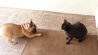 DOG OR CAT FIGHT.