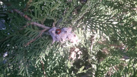 Ladybug found shelter