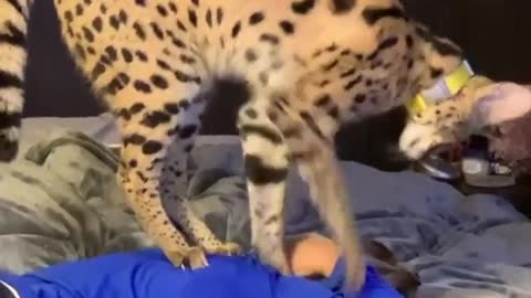 Majestic serval cat gives owner a loving massage