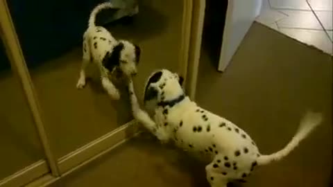 Dalmation Dog Plays With Reflection! #Dogs #FunnyVideos