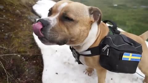 Dog Is Happy To See Snow In Summer