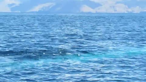 Blue whale shows up 3 times at Loreto National park