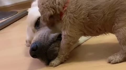 You will get STOMACH ACHE FROM LAUGHING SO HARD--Funny Dog
