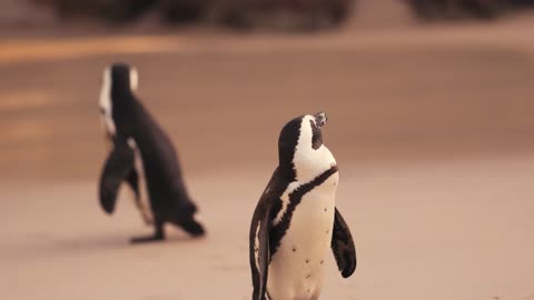 A Penguin Standing at the Beach Sand
