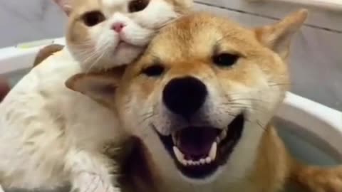 #The_Loveliest_Animals cute dog and cat video, cute cat ,cute dog,