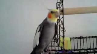 Bird loves to sing